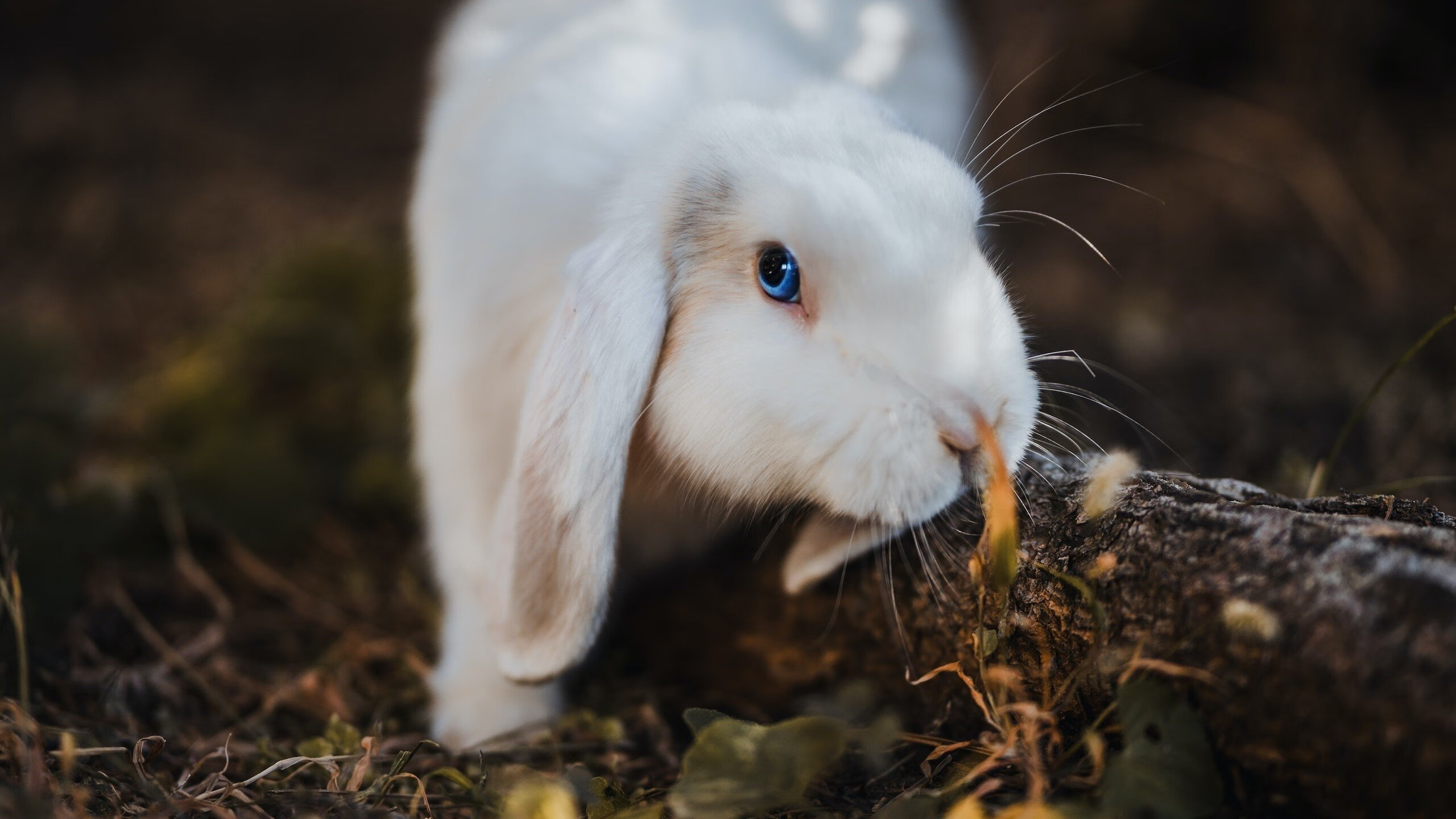德罗赞残血反杀，步行者通关！热火双星73分沦为空砍