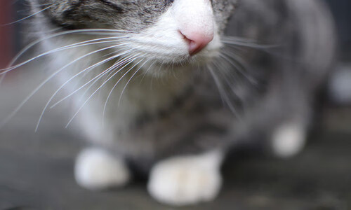 格列兹曼刷新纪录的夜晚，挪威与曼城隔空对话足球的本质