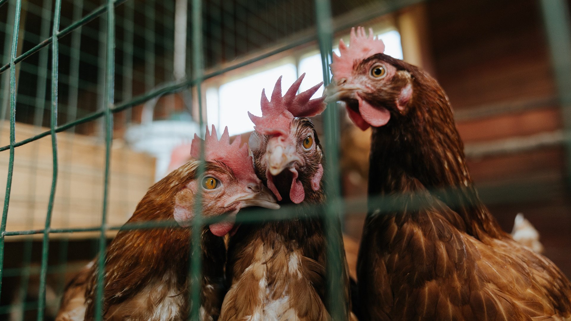 数据王座的加冕礼，当沙漠铁骑碾过冰川，法比尼奥在风暴眼中重构秩序