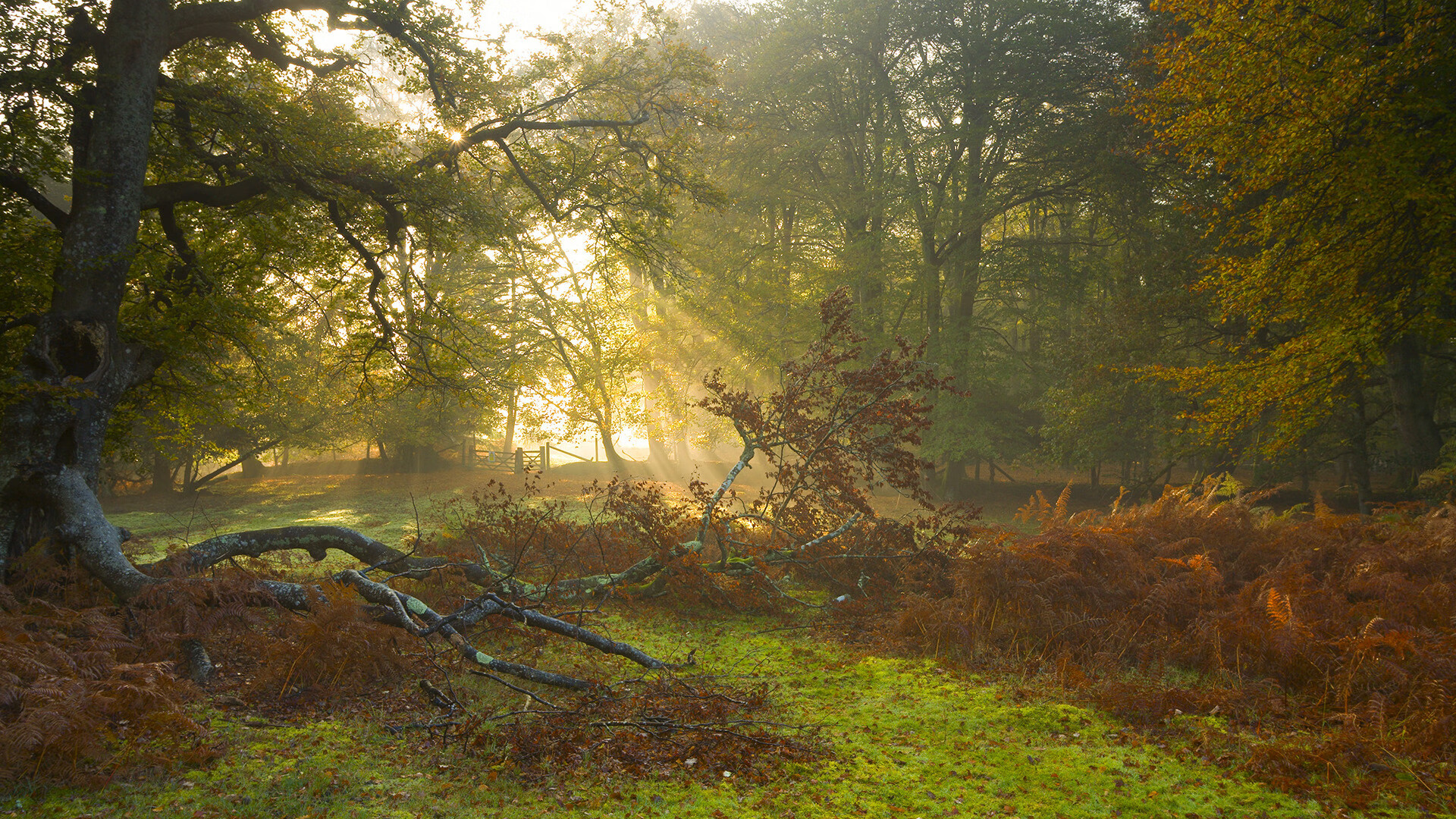 双子星的逆袭,巴萨战术完胜与阿劳霍的英超降维打击