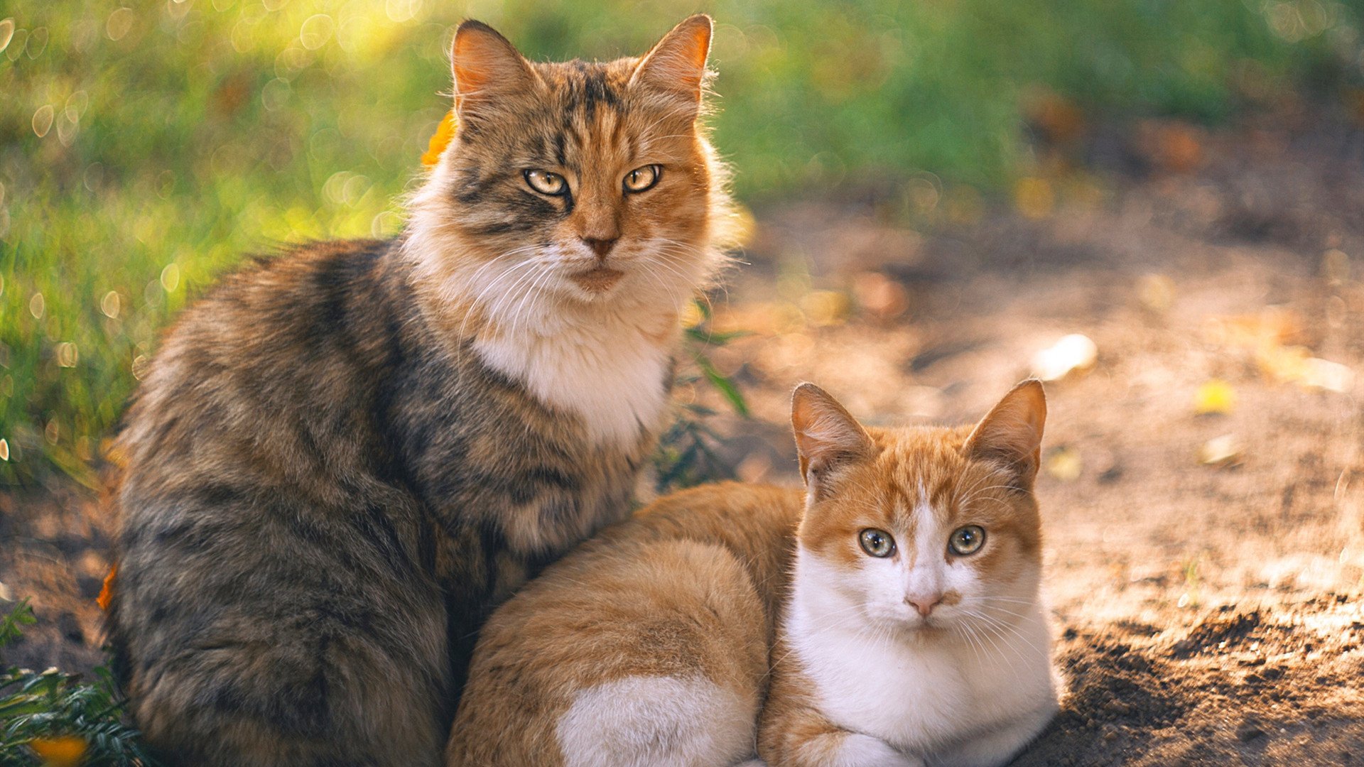 佩德里空降伊蒂哈德，攻防转换大师如何改写英超争冠剧本？