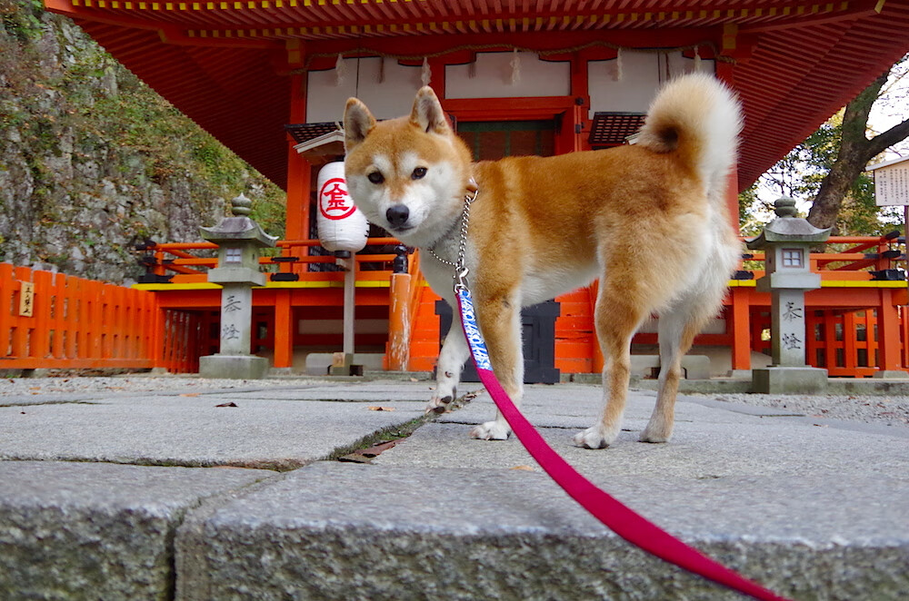 鹈鹕振翅吞没步行者,库里神射穿云破雾点燃全场