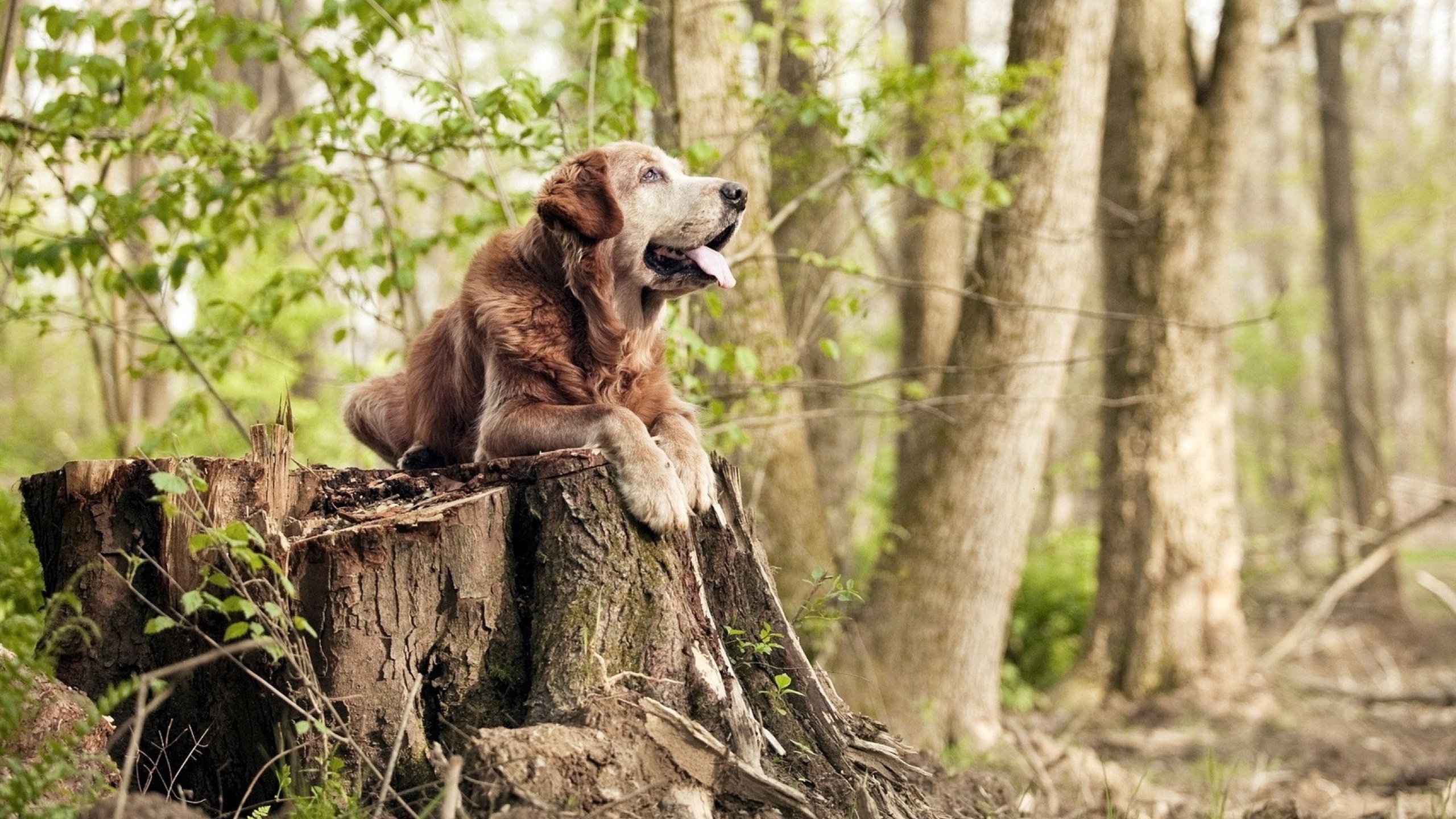 铁血壁垒与孤峰接管,当防守绞杀与个人英雄主义跨越时空对话