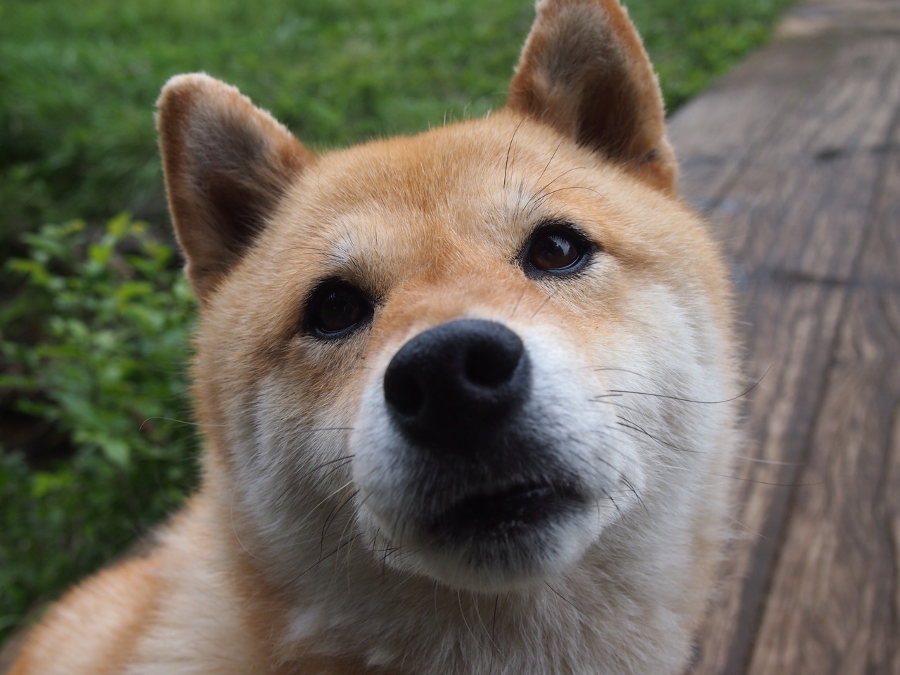 非洲雄狮咆哮，喀麦隆一波攻势击溃克罗地亚，莫德里奇虽勇难救主