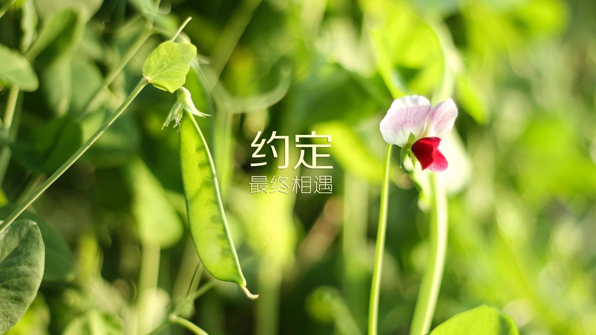 东决式终极博弈!葡萄牙国家队在伯纳乌击沉银河战舰