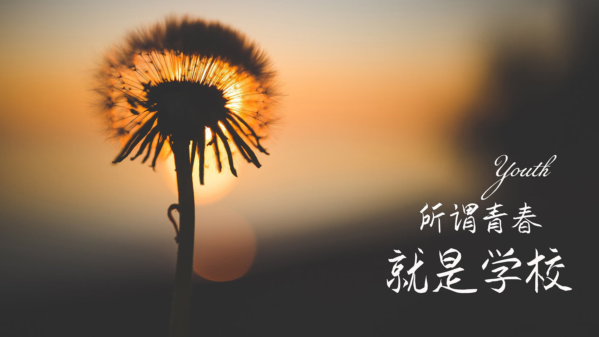 北极光刺穿西非雄狮,范戴克用海上马车夫的基因,导演2026世界杯最冷血绝杀
